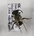  (Andrena lupinorum - CCDB-15289 H05)  @14 [ ] Unspecified (default): All Rights Reserved (2012) Packer Lab York University