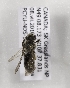  (Andrena campanulae - CCDB-15289 H08)  @13 [ ] Unspecified (default): All Rights Reserved (2012) Packer Lab York University