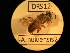  (Apis nuluensis - CCDB-32648 H06)  @12 [ ] Copyright (2019) Deborah Smith University of Kansas