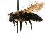  (Andrena vicina - GUE06-BEES-221)  @15 [ ] CreativeCommons - Attribution (2009) Unspecified Centre for Biodiversity Genomics