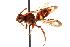  (Nomada depressa - GUE06-BEES-241)  @15 [ ] CreativeCommons - Attribution (2009) Unspecified Centre for Biodiversity Genomics