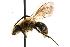  ( - GUE06-BEES-263)  @14 [ ] CreativeCommons - Attribution (2009) Unspecified Centre for Biodiversity Genomics
