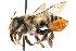  ( - GUE06-BEES-312)  @14 [ ] CreativeCommons - Attribution (2009) Unspecified Centre for Biodiversity Genomics