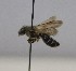  (Andrena flavilabris - 628.MB)  @11 [ ] Copyright (2019) MCAST Unspecified