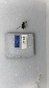  (Exomalopsis analis - ECN-PR-48)  @11 [ ] by-nc-nd (2022) Elif Kardas University of Puerto Rico