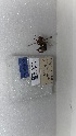  (Mesoplia bifrons - ECN-PR-87)  @11 [ ] by-nc-nd (2022) Elif Kardas University of Puerto Rico