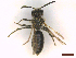  ( - IRBI_Imagho_AK6)  @11 [ ] CreativeCommons  Attribution Non-Commercial Share-Alike (2022) Lorène Marchal IRBI