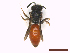 ( - IRBI_Imagho_AL4)  @11 [ ] CreativeCommons  Attribution Non-Commercial Share-Alike (2022) Lorène Marchal IRBI