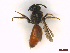  ( - IRBI_Imagho_AL6)  @11 [ ] CreativeCommons  Attribution Non-Commercial Share-Alike (2022) Lorène Marchal IRBI