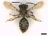  ( - IRBI_Imagho_AM4)  @11 [ ] CreativeCommons  Attribution Non-Commercial Share-Alike (2022) Lorène Marchal IRBI