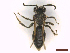  ( - IRBI_Imagho_AU2)  @11 [ ] CreativeCommons  Attribution Non-Commercial Share-Alike (2022) Lorène Marchal IRBI