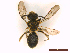  ( - IRBI_Imagho_AY4D)  @11 [ ] CreativeCommons  Attribution Non-Commercial Share-Alike (2022) Lorène Marchal IRBI