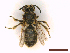  ( - IRBI_Imagho_BL5)  @11 [ ] CreativeCommons  Attribution Non-Commercial Share-Alike (2022) Lorène Marchal IRBI