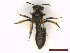  ( - IRBI_Imagho_CB1)  @11 [ ] CreativeCommons  Attribution Non-Commercial Share-Alike (2022) Lorène Marchal IRBI