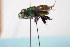  ( - CLV7838)  @11 [ ] CreativeCommons  Attribution Non-Commercial Share-Alike (2019) Carlos Lopez Vaamonde Institut National de la Recherche Agronomique, Zoologie Forestiere