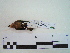  ( - Seq253_Amazilia_rutila)  @11 [ ] Unspecified (default): All Rights Reserved  Unspecified Unspecified