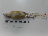  (Chlorospingus - Seq26_Chlorospingus_ophthalmicus)  @13 [ ] Unspecified (default): All Rights Reserved  Unspecified Unspecified