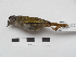  (Arremonops - Seq51_Arremonops_chloronotus)  @15 [ ] Unspecified (default): All Rights Reserved  Unspecified Unspecified