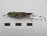  ( - Seq84_Eupherusa_cyanophrys)  @11 [ ] Unspecified (default): All Rights Reserved  Unspecified Unspecified