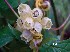  (Cuscuta flosdorfii - FML-ANG-000010a)  @11 [ ] Copyright  Unspecified Unspecified