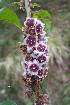  ( - FML-ANG-000027a)  @11 [ ] Copyright  Unspecified Unspecified