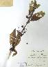  (Cuscuta grandiflora - FML-ANG-000027b)  @11 [ ] No Rights Reserved  Unspecified Unspecified