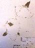  ( - FML-ANG-000008c)  @11 [ ] No Rights Reserved  Unspecified Unspecified