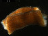  ( - 09BENTH082)  @11 [ ] CreativeCommons - Attribution (2011) BOLD Centre for Biodiversity Genomics