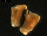  ( - 09BENTH085)  @13 [ ] CreativeCommons - Attribution (2011) BOLD Centre for Biodiversity Genomics