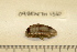  ( - 09BENTH136)  @13 [ ] CreativeCommons - Attribution (2011) BOLD Centre for Biodiversity Genomics