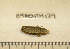  ( - 09BENTH139)  @13 [ ] CreativeCommons - Attribution (2011) BOLD Centre for Biodiversity Genomics