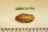  ( - 09BENTH146)  @11 [ ] CreativeCommons - Attribution (2011) BOLD Centre for Biodiversity Genomics