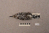  ( - UWBM 43817)  @13 [ ] Copyright (2008) Unspecified Burke Museum of Natural History and Culture