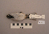  ( - UWBM 44151)  @13 [ ] Copyright (2008) Unspecified Burke Museum of Natural History and Culture