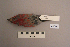  ( - UWBM 44628)  @14 [ ] Copyright (2008) Unspecified Burke Museum of Natural History and Culture