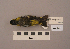  ( - UWBM 47133)  @14 [ ] Copyright (2008) Unspecified Burke Museum of Natural History and Culture