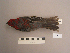 ( - UWBM 47313)  @14 [ ] Copyright (2008) Unspecified Burke Museum of Natural History and Culture