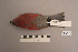  ( - UWBM 47313)  @13 [ ] Copyright (2008) Unspecified Burke Museum of Natural History and Culture