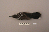  ( - UWBM 47598)  @13 [ ] Copyright (2008) Unspecified Burke Museum of Natural History and Culture