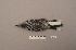  ( - UWBM 47598)  @13 [ ] Copyright (2008) Unspecified Burke Museum of Natural History and Culture