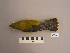  ( - UWBM 49306)  @14 [ ] Copyright (2008) Unspecified Burke Museum of Natural History and Culture