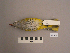  ( - UWBM 49306)  @13 [ ] Copyright (2008) Unspecified Burke Museum of Natural History and Culture