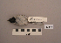  ( - UWBM 49549)  @13 [ ] Copyright (2008) Unspecified Burke Museum of Natural History and Culture