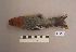  ( - UWBM 51642)  @14 [ ] Copyright (2008) Unspecified Burke Museum of Natural History and Culture
