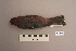  ( - UWBM 51847)  @14 [ ] Copyright (2008) Unspecified Burke Museum of Natural History and Culture
