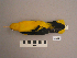  ( - UWBM 56652)  @14 [ ] Copyright (2008) Unspecified Burke Museum of Natural History and Culture