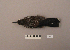  ( - UWBM 56746)  @13 [ ] Copyright (2008) Unspecified Burke Museum of Natural History and Culture
