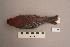  ( - UWBM 56795)  @14 [ ] Copyright (2008) Unspecified Burke Museum of Natural History and Culture