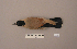  ( - UWBM 57850)  @13 [ ] Copyright (2008) Unspecified Burke Museum of Natural History and Culture