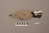  ( - UWBM 57850)  @13 [ ] Copyright (2008) Unspecified Burke Museum of Natural History and Culture